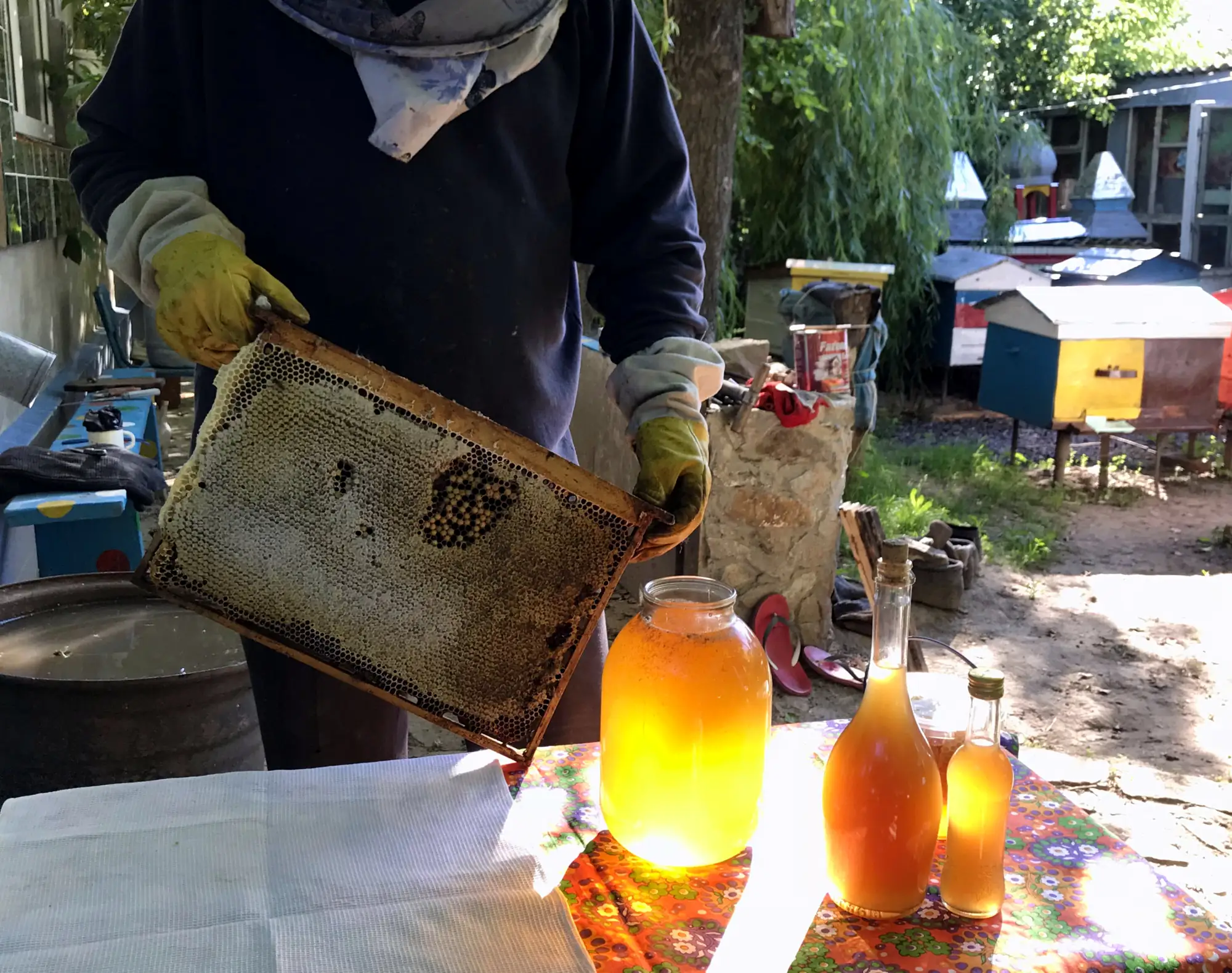 Соти на Буцькій пасіці